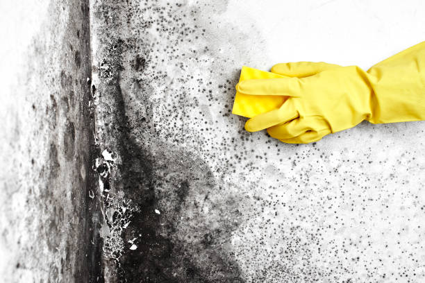 Dresden, OH Mold Removal Company