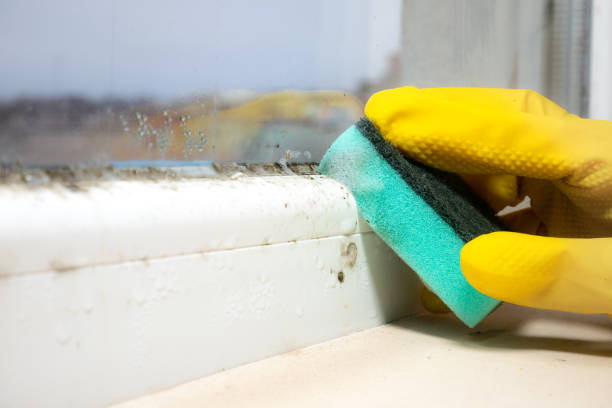 Best Mold Cleaning Services  in Dresden, OH