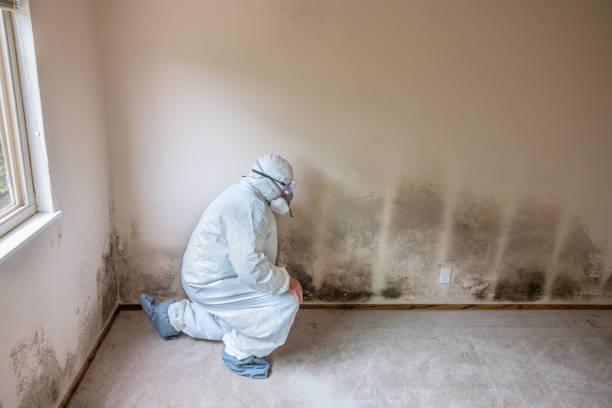 Best Affordable Mold Removal  in Dresden, OH