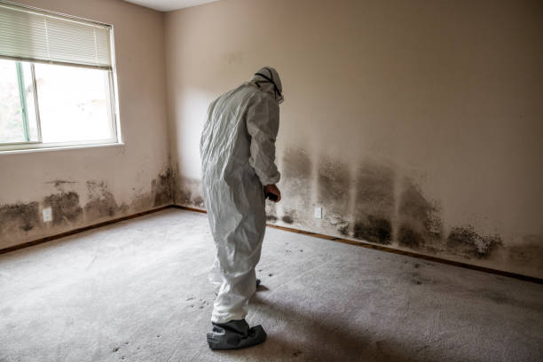 Best Mold Cleaning Services  in Dresden, OH