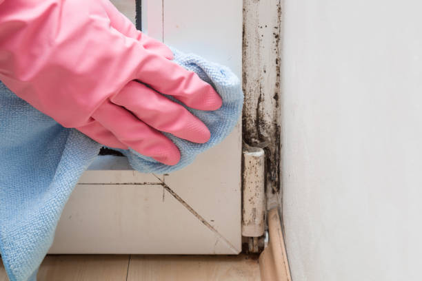 Best Black Mold Removal  in Dresden, OH